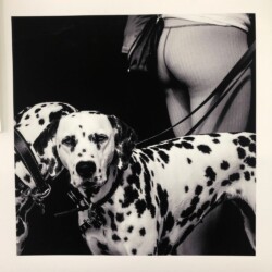 Photo Print with dalmations