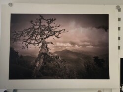 Photo Print with Tree